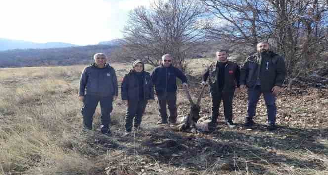 Tunceli’de yaban keçisi öldüren 4 kişiye 264 bin 576 lira ceza