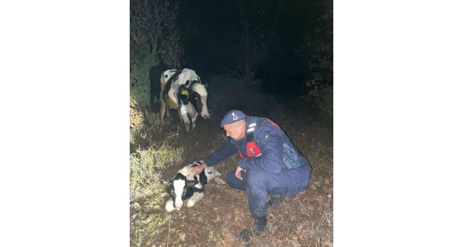 Kaybolan gebe inek buzağılamış halde bulundu