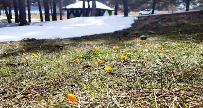 Simav Gölcük Yaylasında kar ve çiğdemler yan yana