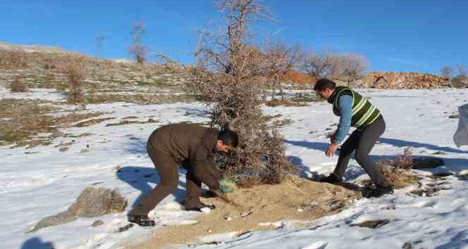 Siirt’te yaban hayvanları unutulmadı, birçok noktaya yem bırakıldı