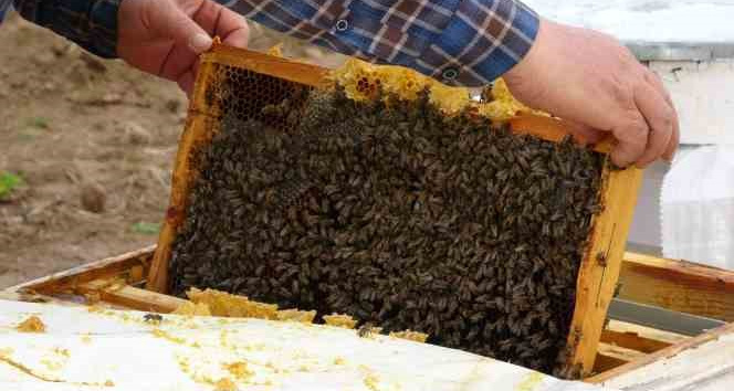 Çanakkale balı Avrupa yolcusu