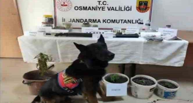 Jandarmadan uyuşturucu operasyonu, 4 şüpheli yakalandı