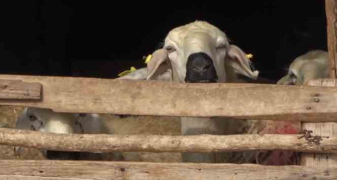 İlçede ’çiçek’ alarmı: Onlarca küçükbaş hayvan telef oldu, diğerleri karantinaya alındı