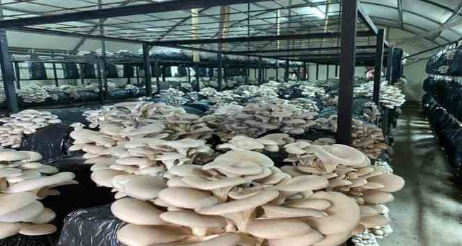 Ordu’da kültür mantarı üretimi yaygınlaşıyor