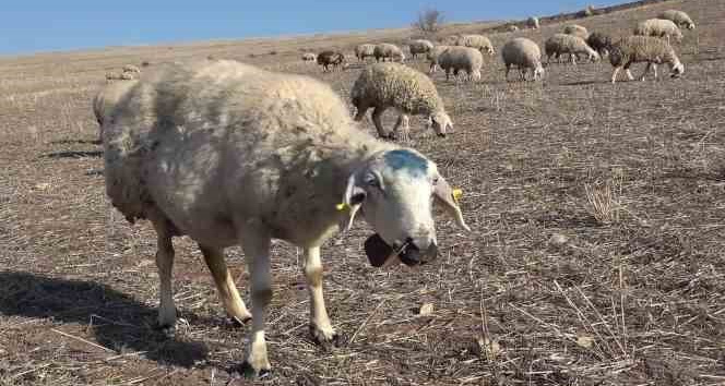 Çiçek hastalığından 150 tanesi telef olmuştu: Karantinaya alınan 12 bin küçükbaş hayvan aşılanıyor