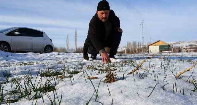 Kar yağışı hububat üreticilerini umutlandırdı