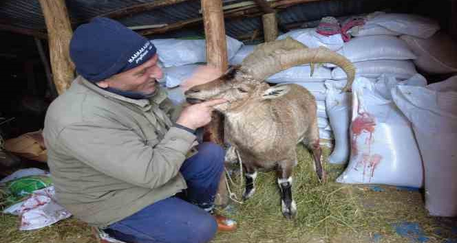 Köpeklerin saldırısından kurtardığı yaban keçisini sevmeye doyamadı