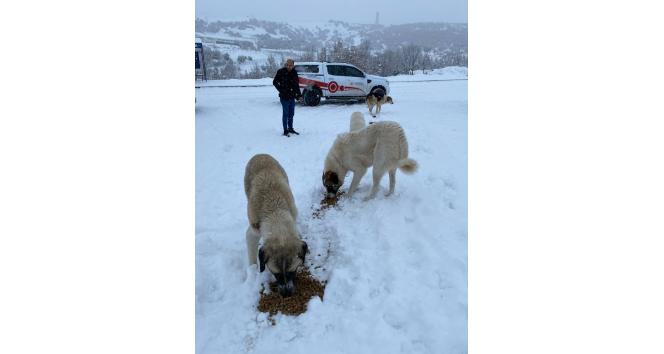 Tunceli’de sokak hayvanlarına mama ve su desteği