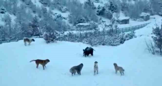Tunceli’de yerleşim yerine inen domuzlarla köpekler site bahçesini paylaşamadı