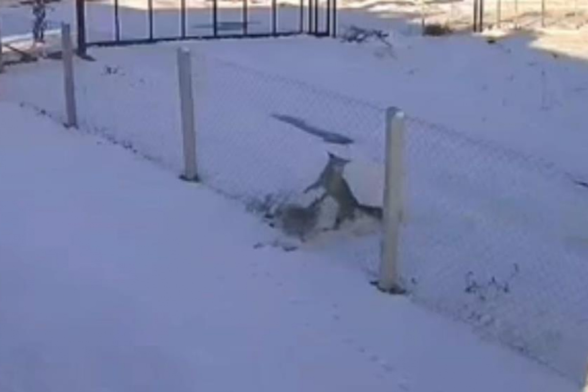 Şehir merkezine inen iki tilkinin ekmek kavgası kamerada