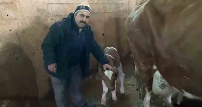 15 gün erken doğan buzağılara "Deprem 1" ve "Deprem 2" ismini verdi