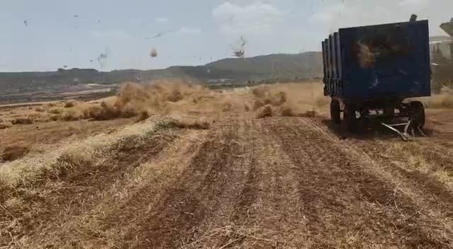 Gercüş’te fırtına mercimek tarlasını birbirine kattı