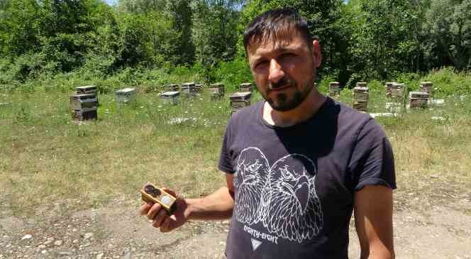 Arıların krali&ccedil;esi: 200 TL&rsquo;den satılıyor 