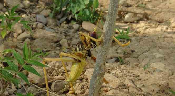 Gerc&uuml;ş&rsquo;te et&ccedil;il dev &ccedil;ekirge g&ouml;renleri şaşırttı
