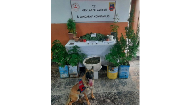 Kırklareli’nde kenevir ile kubar esrar ele geçirildi