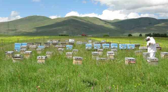 Ardahan&rsquo;da ka&ccedil;ak arıcılıkla m&uuml;cadele
