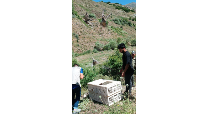 Bing&ouml;l&rsquo;de doğaya 850 kınalı keklik salındı
