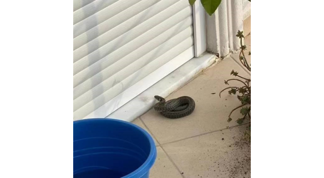 Yalova’da site bahçesine giren yılanı itfaiye yakaladı