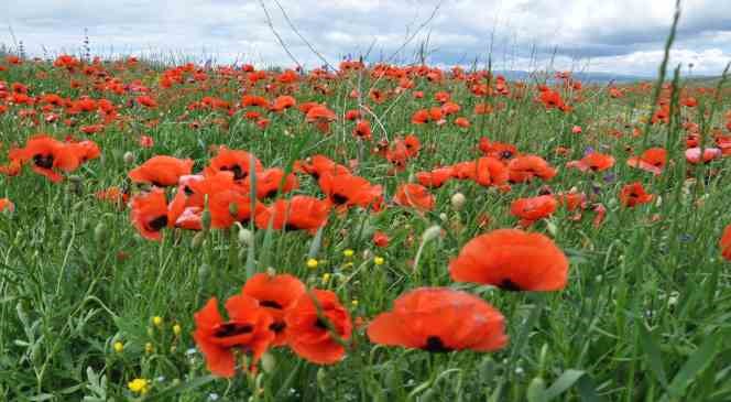 Kars rengarenk çiçek açtı