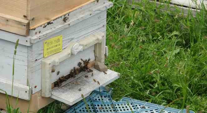 Ardahan’da kaçak arıcılıkla mücadele