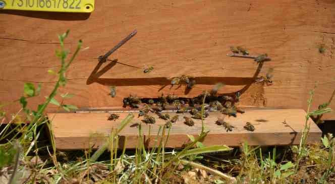 Faraşin ve Avaspi yaylaları 40 bin arılı kovana ev sahipliği yapacak
