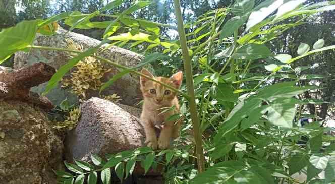 Depremzede sokakta kalan kedileri sahiplendi
