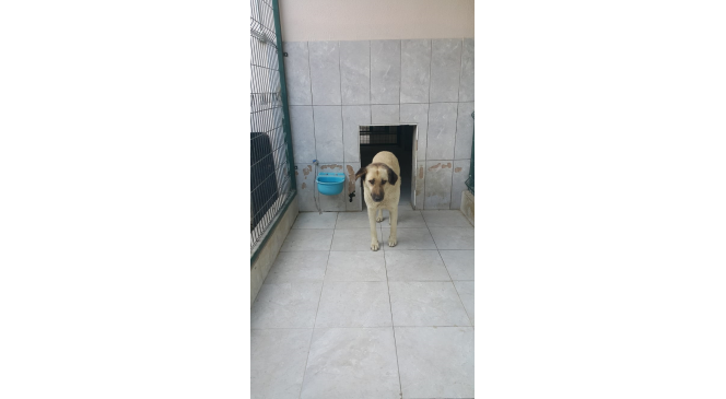 Bursa&rsquo;da k&ouml;peğin saldırdığı &ccedil;ocuk yaralandı
