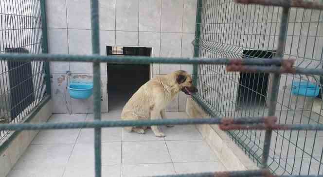 Bursa’da köpeğin saldırdığı çocuk yaralandı
