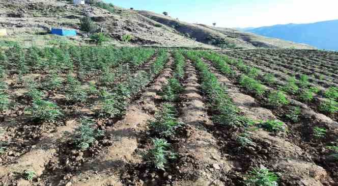 Bingöl’de 12 tarlada uyuşturucu operasyonu