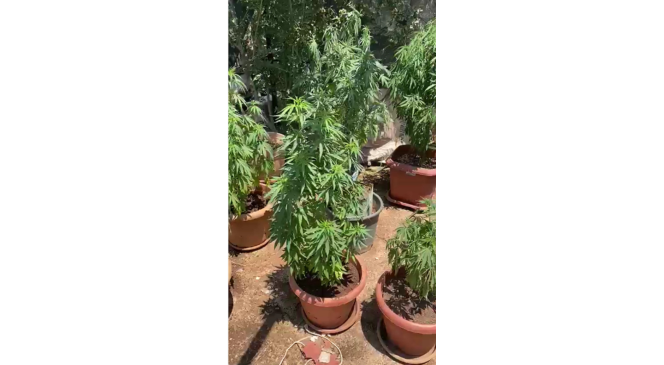 Saksıda yetiştirilen hint kenevirleri ele geçirildi
