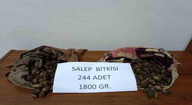 Tunceli&rsquo;de salep soğanı toplayan 2 kişiye 220 bin lira ceza kesildi
