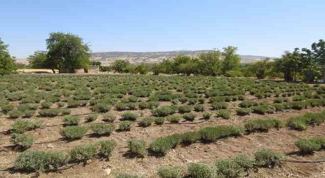 Gen&ccedil; girişimci &ccedil;iftin kurduğu lavanta bah&ccedil;esinde hasat başladı
