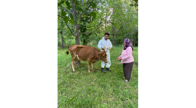 Giresun’da keneye karşı 70 bin 312 büyükbaş hayvan ilaçlandı