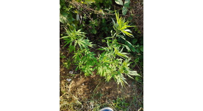 Tekirdağ’da zehir tacirlerine darbe: 7 zanlı gözaltına alındı