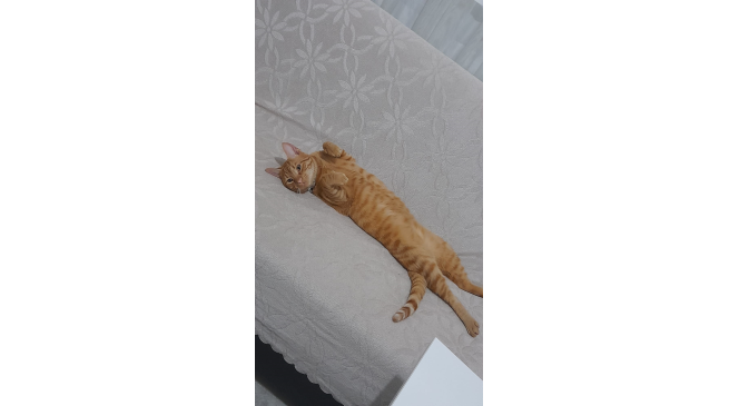Kayıp kedisini bulana para ödülü verecek