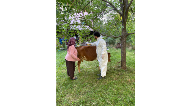 Giresun’da keneye karşı 70 bin 312 büyükbaş hayvan ilaçlandı