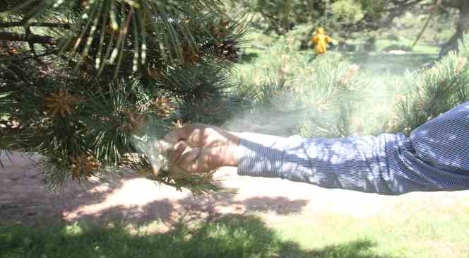 Yaylaları &ccedil;am ağacı poleni sardı
