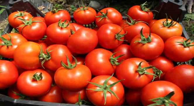 Amasya’da domates hasadı başladı: “Domates bizim işimiz”