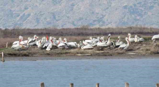 Ahşap üreme platformlarıyla Karina Dalyanı’nda yeni bir rekor