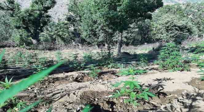 Bing&ouml;l&rsquo;de iki tarlada 7 bin k&ouml;k kenevir ele ge&ccedil;irildi
