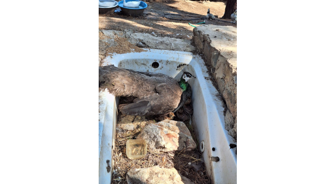 Çınarcık DKMP’de 4 tavus kuşu yavrusu yumurtandan çıktı