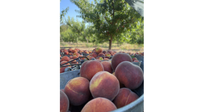 Coğrafi işaret tescilli Lapseki şeftalisi Rusya pazarında
