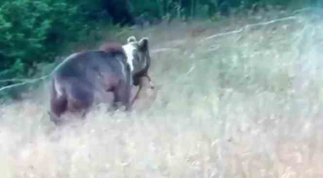 Tunceli’de bozayı, dağ keçisini avladı