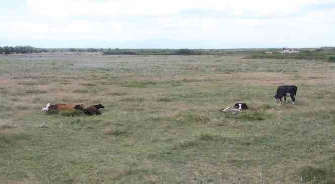 Beyşehir hayvan pazarı şap hastalığı nedeniyle kapatıldı