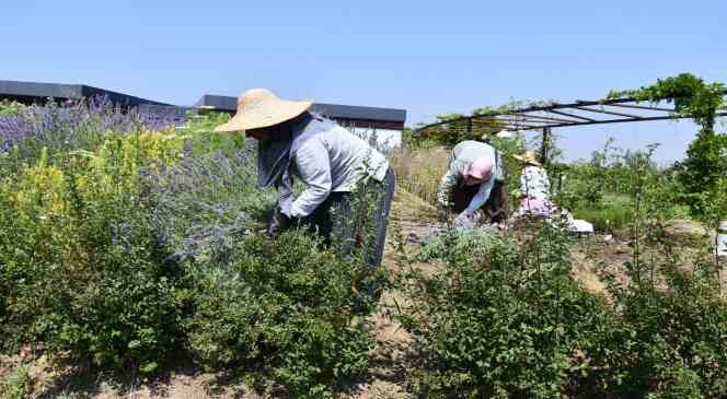 Altınova Belediyesi Tıbbi Aromatik Bitkiler Bah&ccedil;esi&rsquo;nde hasat sezonu başladı
