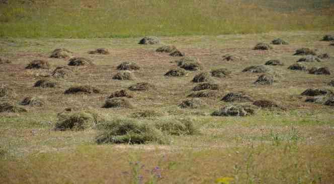 Şırnak’ta yaylaya çıkan vatandaşın kış hazırlığı başladı