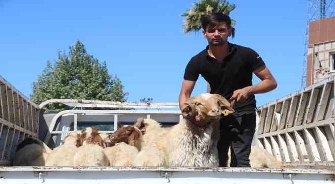 Depremin yaraları sarılıyor, enkaz kentte üreticilere küçükbaş hayvan dağıtıldı