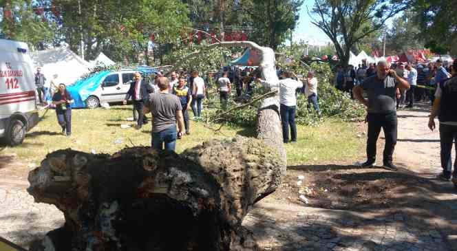 Kırkpınar&rsquo;da korkutan anlar: Devrilen ağacın altında kalan 2 kişi yaralandı
