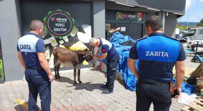Sahipsiz eşek trafiği birbirine kattı
