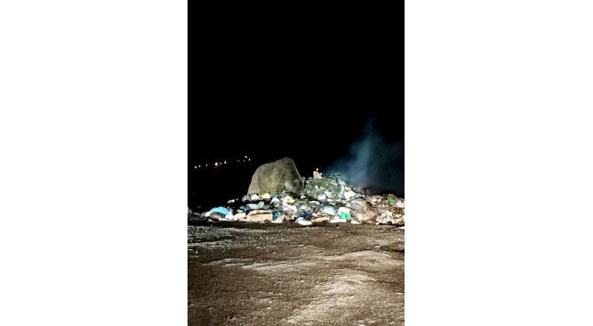 Boz ayı yiyecek ararken görüntülendi